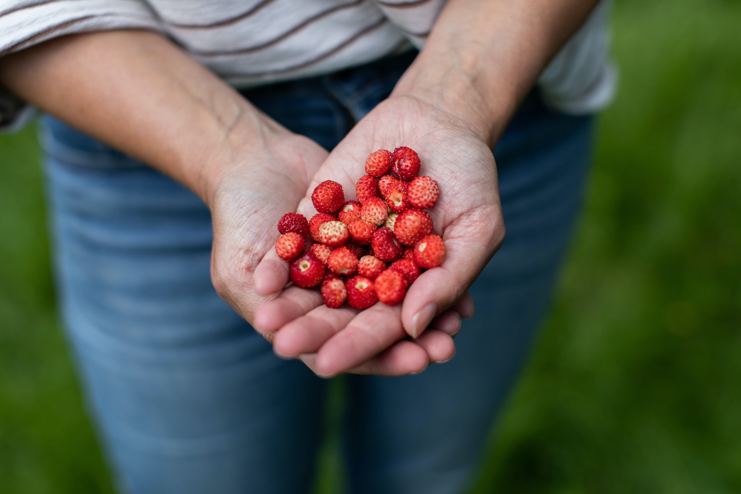 wild+strawberry+harvest.jpg?